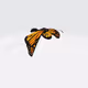 Moving 3D Butterfly Limited mints with 3 animations 