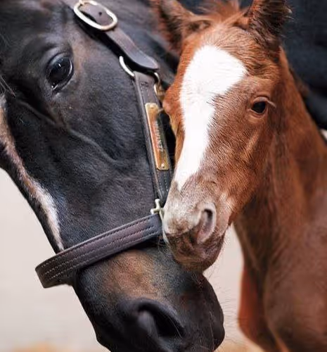 2468119463308914702005443652102614178506533567319377457804557026261198700545