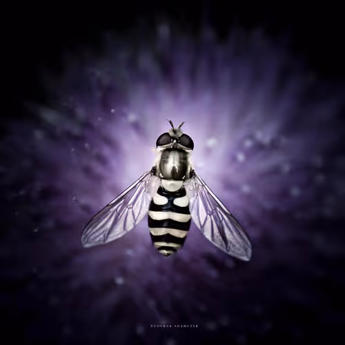 Item #113065873903366828743744079288708835697083018334279533284549130306501000298497 Media