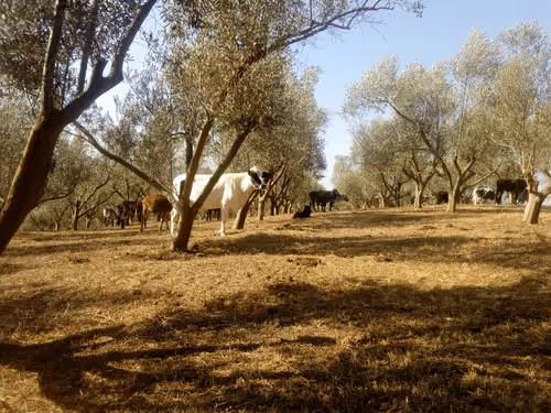 Untitled Collection #439906573