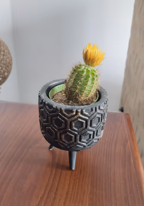 Item #106597562129877688518074183313556473389448438799940443127829440807948035031041 Media