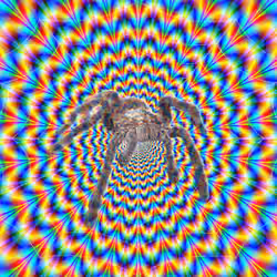 Psychedelic Spider