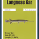 Longnose Gar