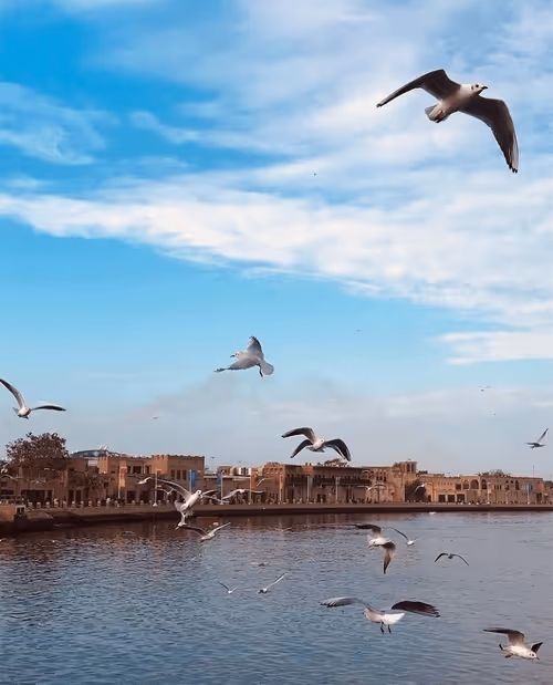 Item #99240698403131764357396770641695198226804647575338296481324929431475341754369 Media