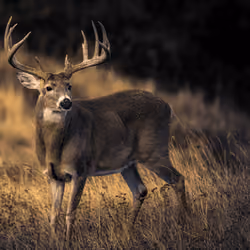 Big Buck