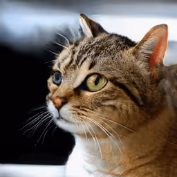 Item #12728629278494559756251794833628937884585760126872557783726729906698076553217 Media