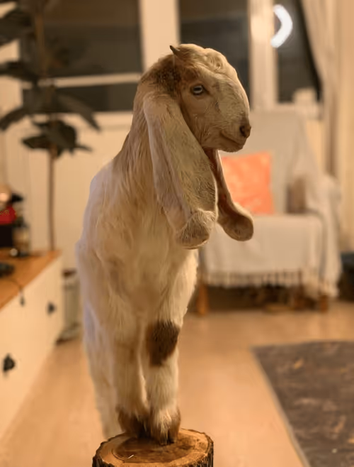 Item #68091206363081071862919702361210984508284972400388115316858263107459853844481 Media