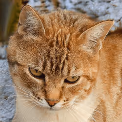 106393158711752592444527764053332067386103257112262188176365270117037104955393