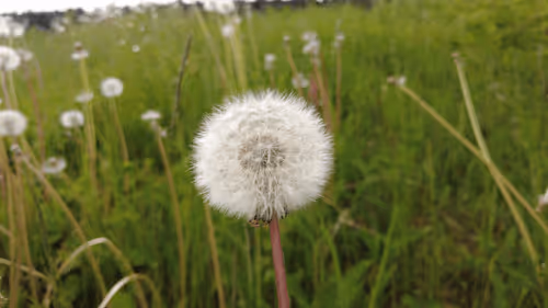 Item #98679578177621649628089872010712381059223698631184272161596299635557528502273 Media