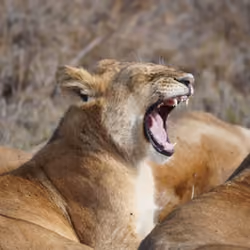 The yawning lion cub