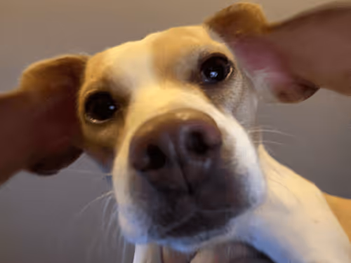 Item #37715491571957461099000539797744000838514111525343003399530504624617459548260 Media