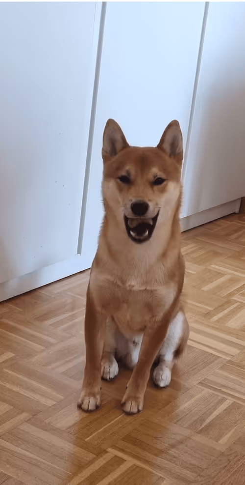 Item #51858709847349082355477028651242767391039160802379825665602477046781762863105 Media