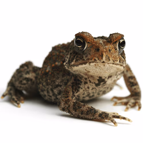 Item #60839276870702459536115980663435026977207856631347422568339333094340825186305 Media