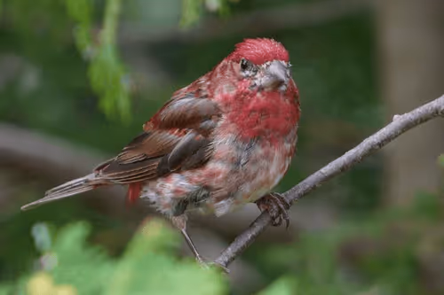 Purple Finch