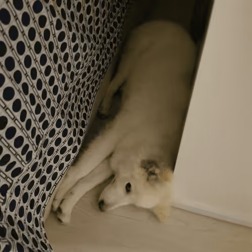 Item #11589634007344310346073007191394288969191527375593807410073591600516471717889 Media