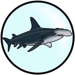 シュモクザメ 〜Hammerhed shark〜