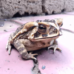 Frog Genetics #12
