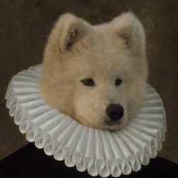 Noble Samoyed