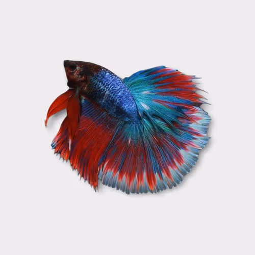 Item #22500392105474070130466108516619626333115346841346024857682996702501186568193 Media