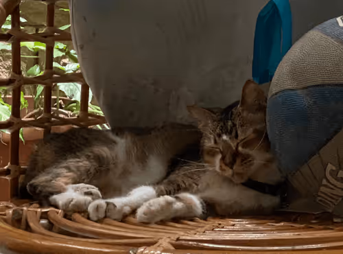 Item #98067606819010704980002055146408125819543828101100051405361958642519306665993 Media