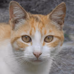 106393158711752592444527764053332067386103257112262188176365266554619430961153