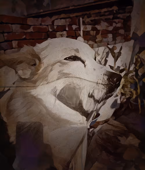 Item #23031905959659156565911612666946688064841237418599874939543073603573354856449 Media