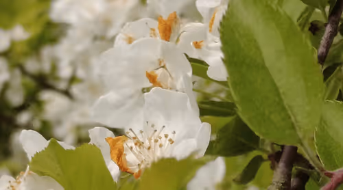 Item #98679578177621649628089872010712381059223698631184272161596299648751668035585 Media