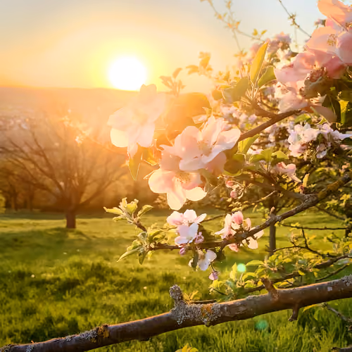 Cherryblossom