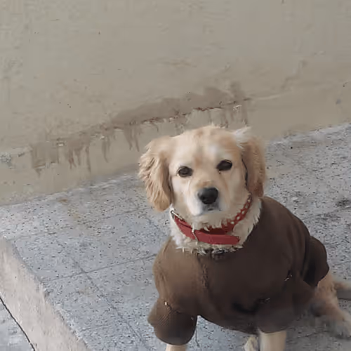 Dogsadpoor A5B4G0LceN