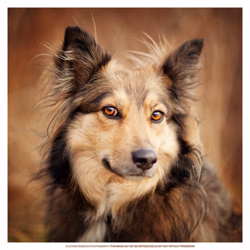 Item #113065873903366828743744079288708835697083018334279533284549130049215279398913 Media