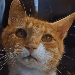 106393158711752592444527764053332067386103257112262188176365269770690942205953