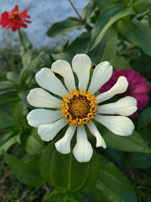 Item #78774018974347764357765192518377150739749637856503949941232678405079446847489 Media