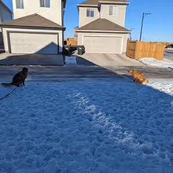 Dog turd