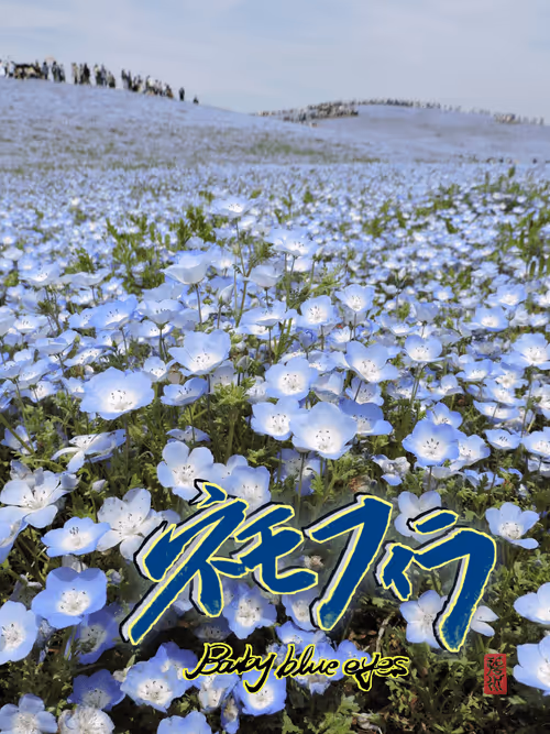 Item #102967229630208760737688806604411354727385978550035448281008295700434247483393 Media