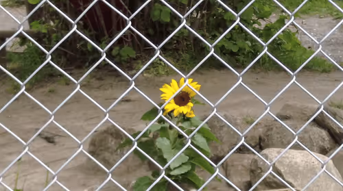 Item #98679578177621649628089872010712381059223698631184272161596299641055086641153 Media