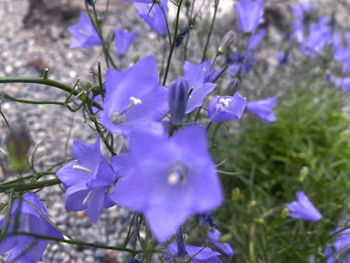 campanula rotundifolia - harebells on pebble beaches - #071622