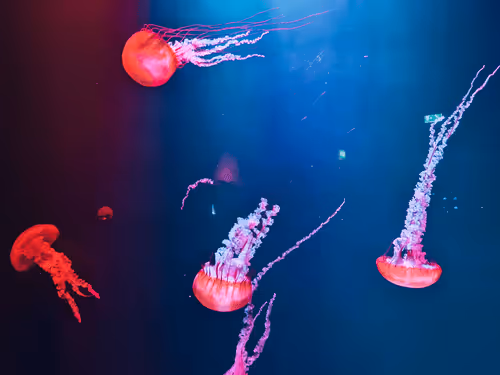 Item #112667008341302243302689137385956133130618064470449479276921417627167069569025 Media