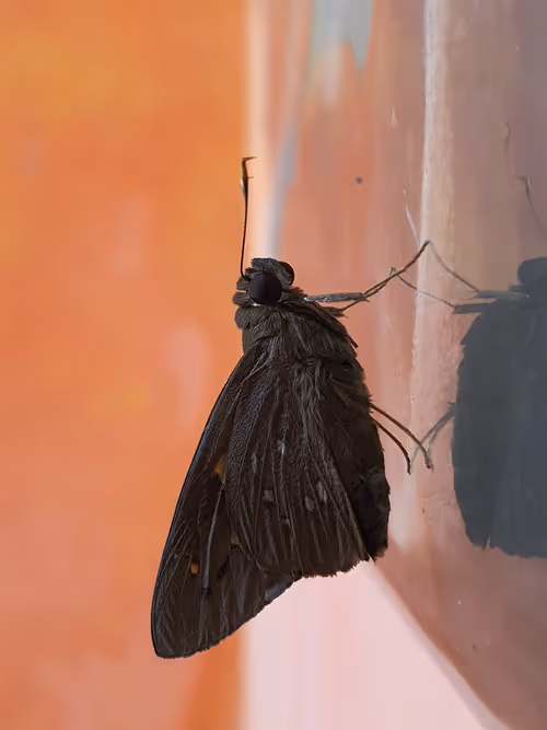 Item #83958100256980711035398363150481960541013843163520717239348696210099935379457 Media