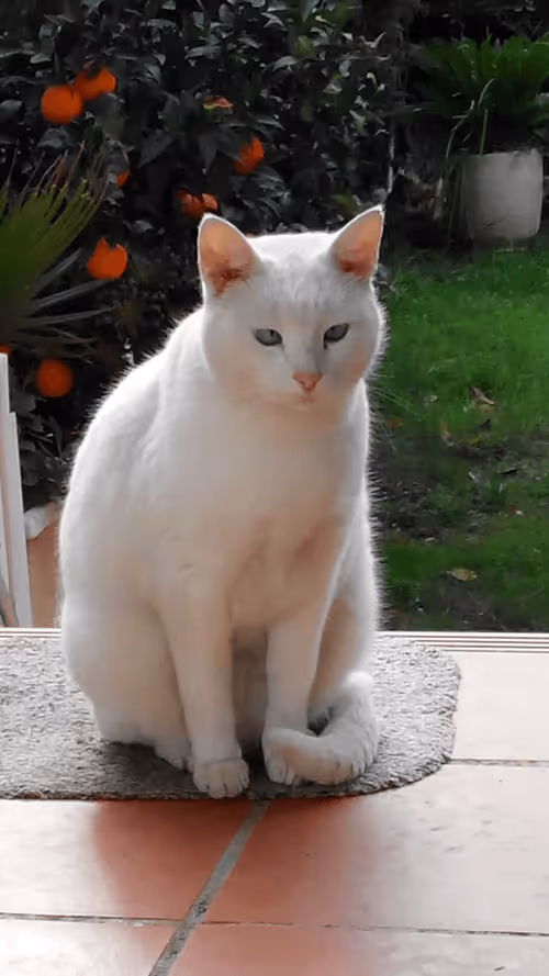 Item #7928560596793748389739041164197052664180491433310560425702145885019614216193 Media