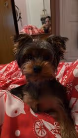 Item #77568414219689985410197631902100634377525159118296207777570768666773627600897 Media