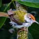 Tailer Bird after Rain