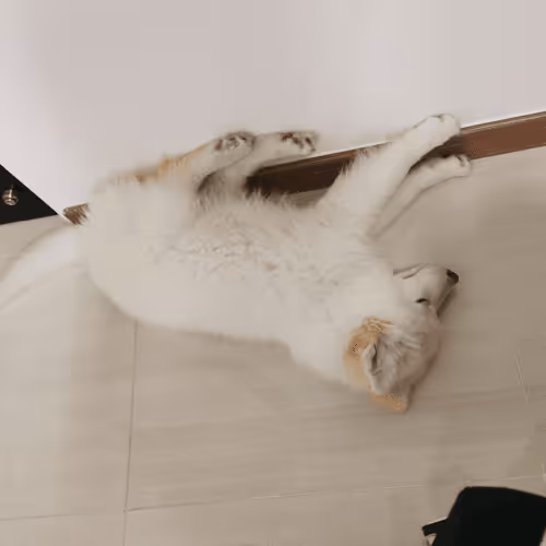 Item #11589634007344310346073007191394288969191527375593807410073591608213053112321 Media