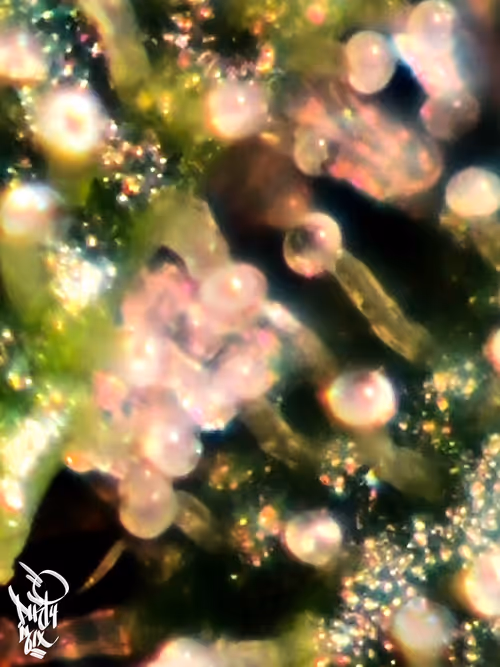 Item #5375170019579864055237503846740004616490270421629515868893561896973849591809 Media