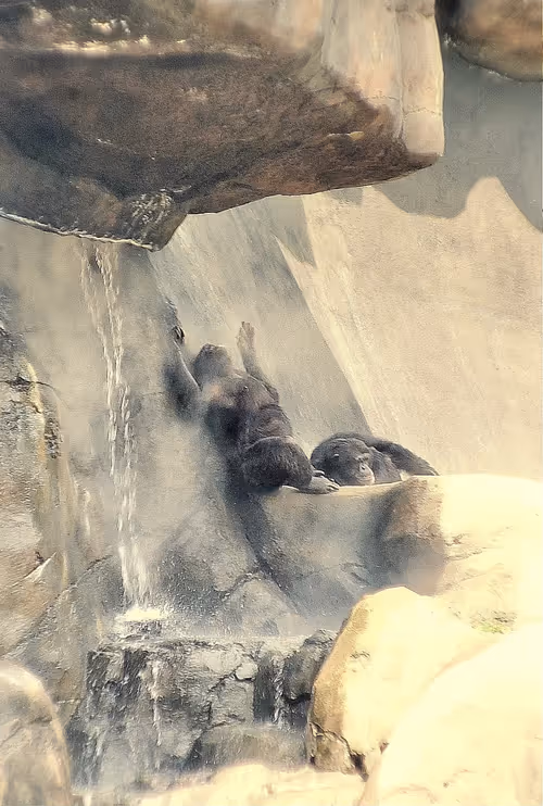 Item #105394010161551018097936078642910549059002323015222353178191530028296271036417 Media