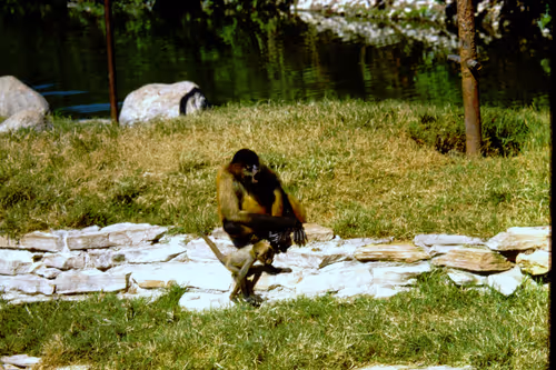 Item #113047771030127017240919341709485116586684509374101894410877815045883810545665 Media