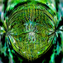 The Faces of The Plants #16