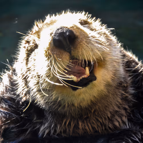 Happy Boi