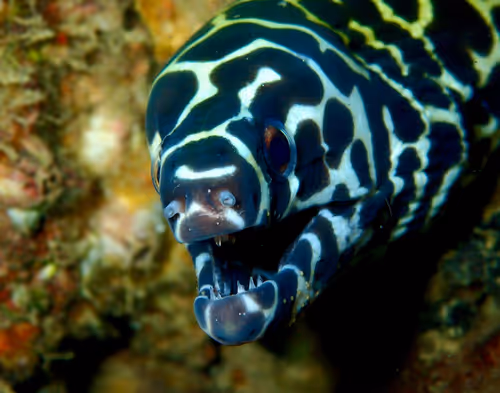 Underwater Unseen Thailand