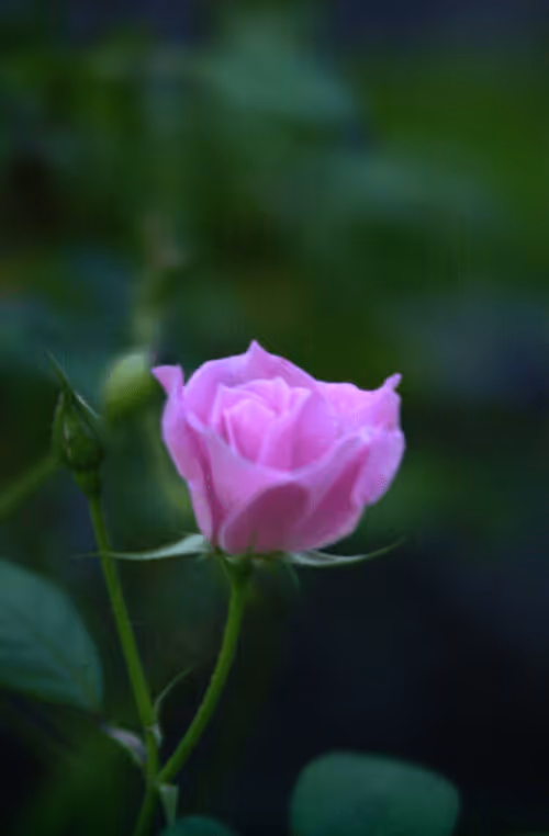 Item #56943947837122673731930897750220814689639948529564795848618456974848490995713 Media