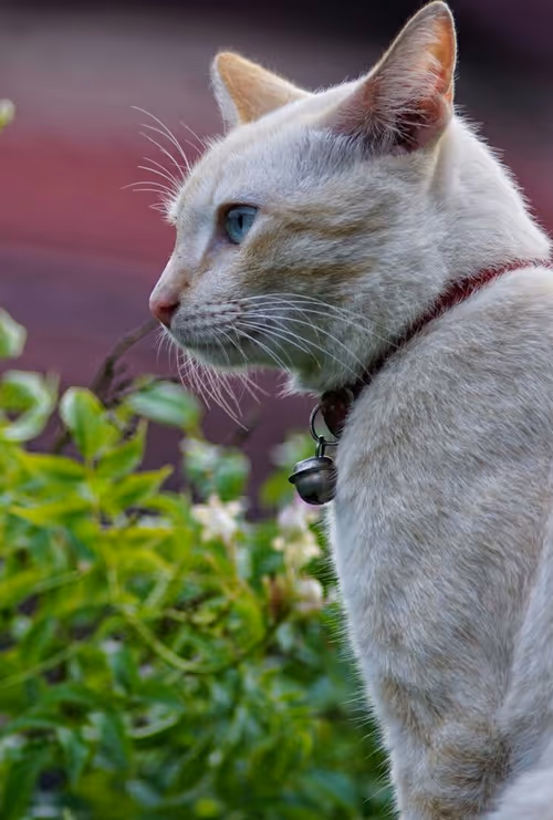 Item #45172585335081813343644153314495358007196078945782785289910377730386545344522 Media